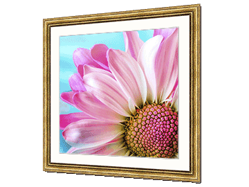 Macro photography of a pink flower in a golden frame