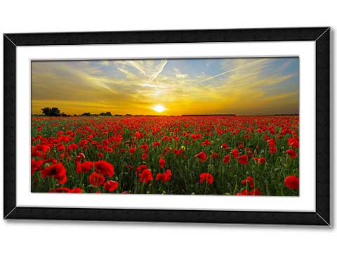Framed poster of a panoramic photo of a field of red poppies