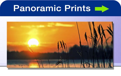 Panoramic print of ripe wheat silhouetted in the sunset