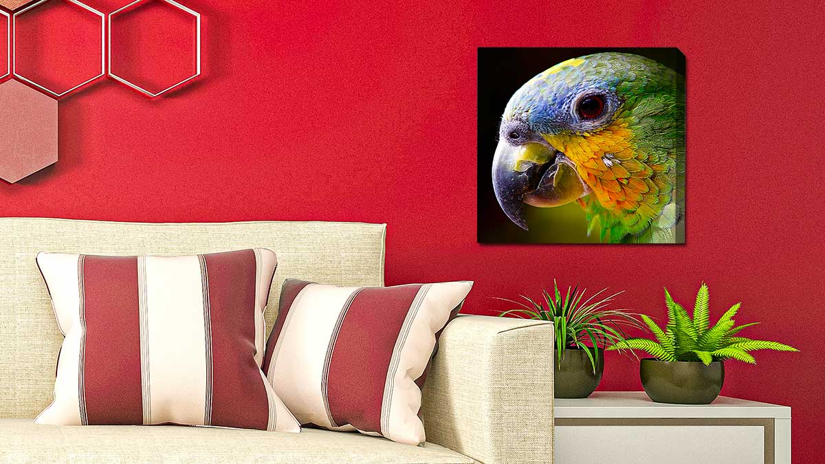 Picture of a colourful parrot on canvas in a bright red room