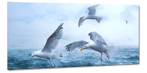 Panoramic photo print of seagulls flying