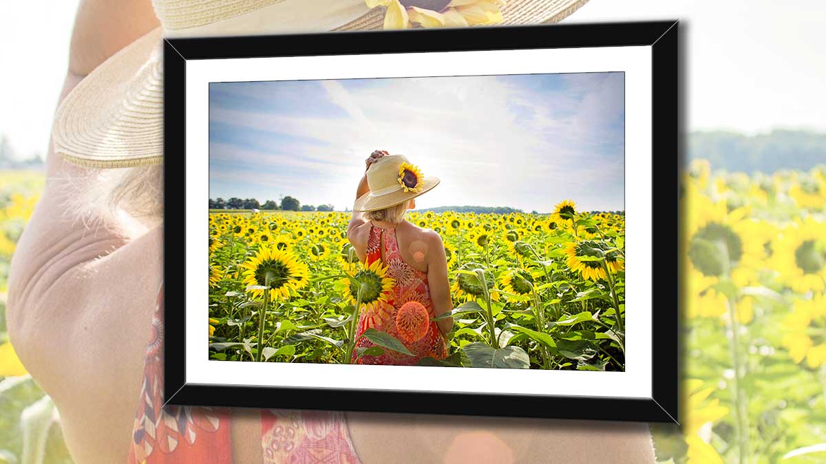 Framed picture of field of sunflowers